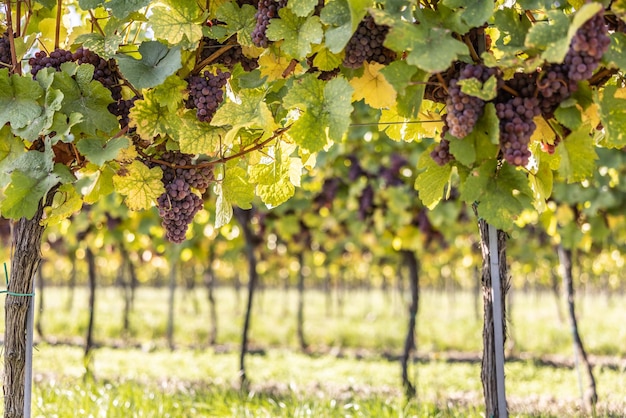 Paarse druiventrossen van de variëteit Red Traminer in een wijngaard die rijpt voor de oogst