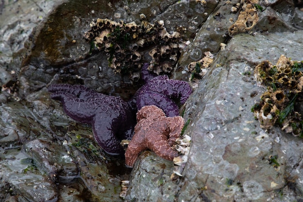 Paarse en oranje okerkleurige zeesterren gevonden in een rotsachtige spleet langs de Gulf Islands