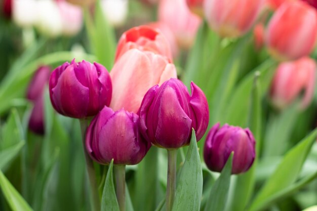 Paarse en roze tulpen bloeien in de lentetuin