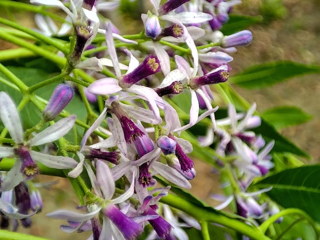 Foto paarse en witte bloemen staan op een tak.