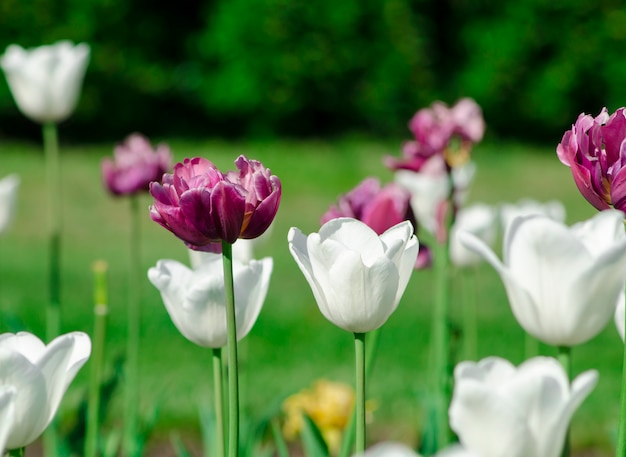 Paarse en witte tulpen in de open plek