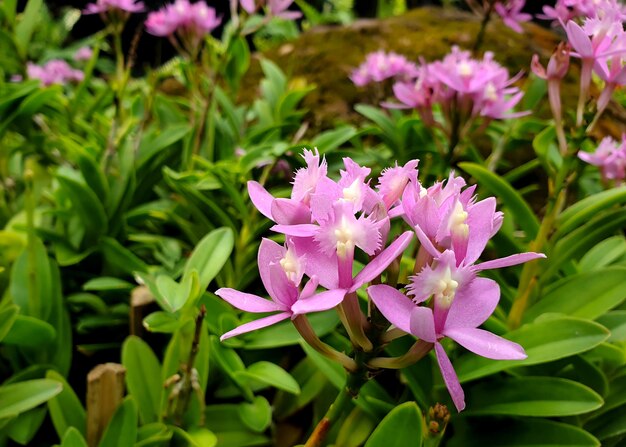 Paarse Epidendrum-orchideebloem in de tuin