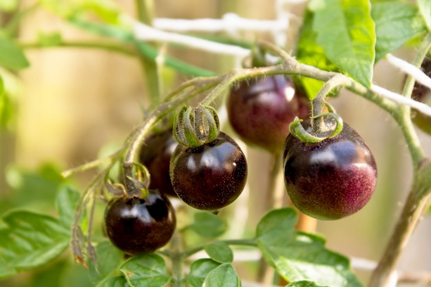 Paarse erfstuktomaten die op struik groeien, verse organische groenten in tuin kweken