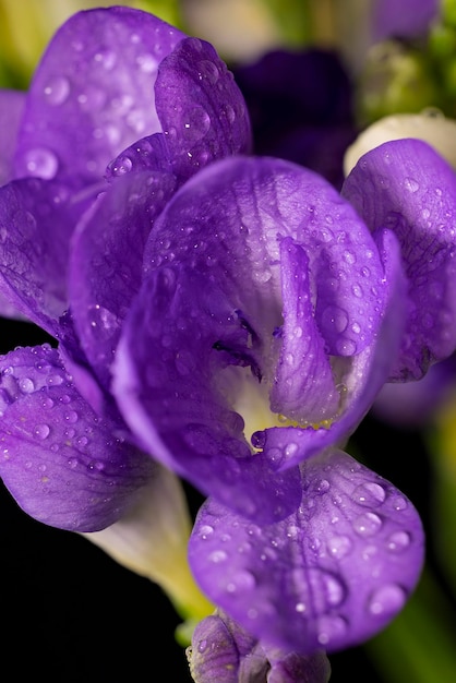 Paarse freesia bloem met druppels dauw macro op zwarte achtergrond Vroege voorjaarsbloemen close-up