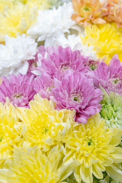 Foto paarse, gele en witte chrysanten.