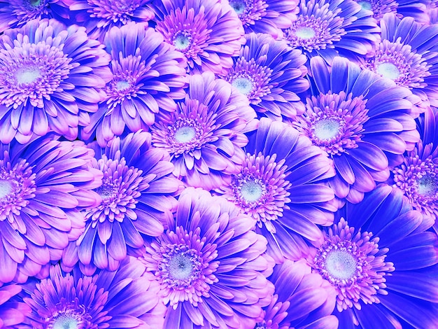 paarse gerberabloemen