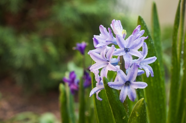 Paarse hyacint bloeit in de tuin. Selectieve aandacht.