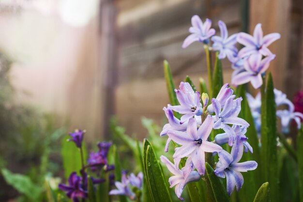 Paarse hyacint bloeit in de tuin. Selectieve aandacht.