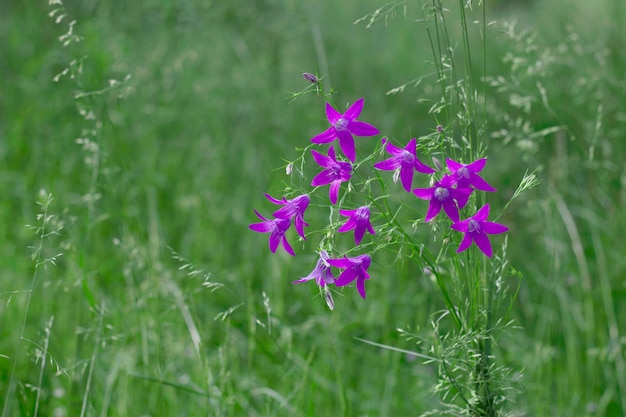 paarse hyacinten bloeien in de wei als een wild boeket in het gras