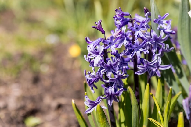 Paarse hyacinten lentebloeiende meerjarige bloemen geurige bloeiende plantenhyacinthus orientalis is