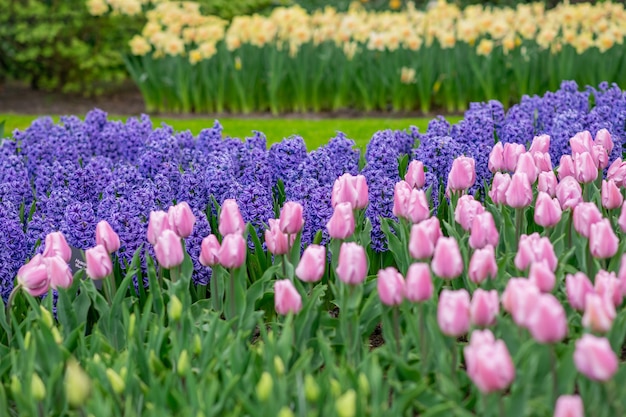 Paarse hyacinten, roze tulpen en narcissen veld Lente achtergrond Nederland.