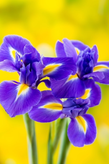 Paarse iris bloem close-up