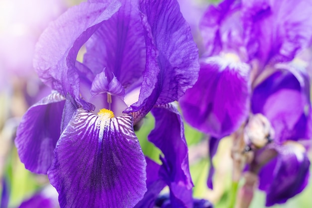 Paarse iris bloem close-up