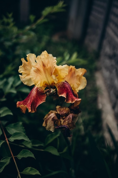 Foto paarse iris in de tuin bloeit in de zomer