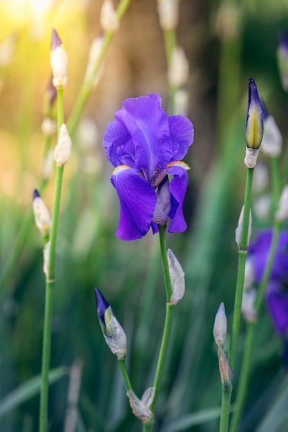 Paarse irisbloem in de stralen van de lentezon