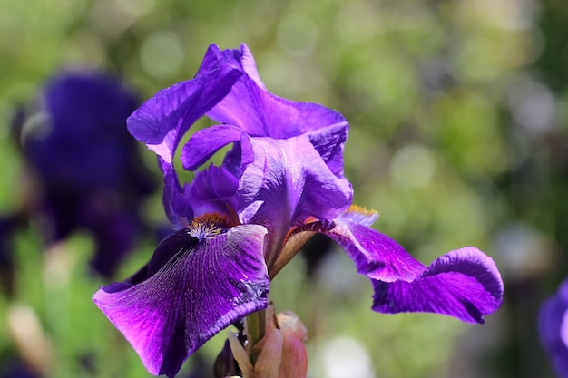 paarse irisbloem op natuurlijke wazige groene achtergrond Iris x hybrida Amas