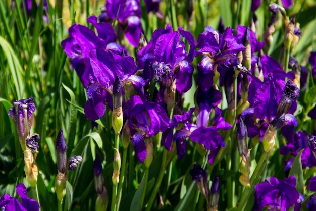 Paarse irisbloemen op bloembed