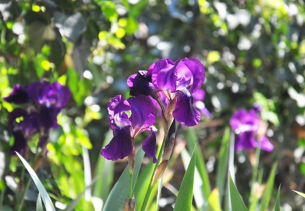 Paarse irissen in de tuin in zonnige lente