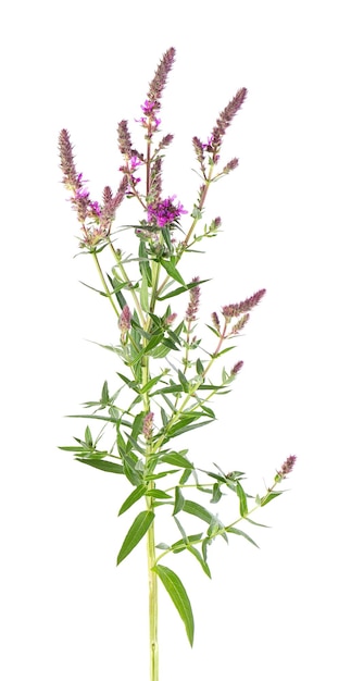 Paarse kattenstaart struik met bloemen geïsoleerd op een witte achtergrond lythrum salicaria kruidengeneeskunde clipping path