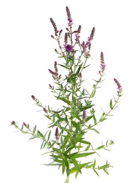 Paarse kattenstaart struik met bloemen geïsoleerd op een witte achtergrond Lythrum salicaria Kruidengeneeskunde Clipping path