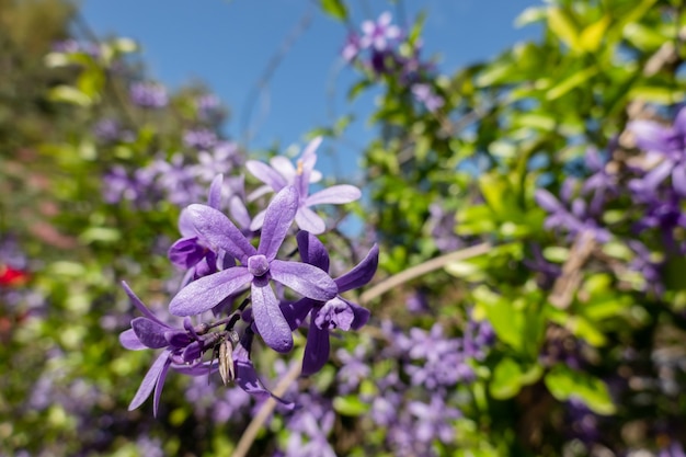 Paarse krans bloeit in een tuin op zonnige dag