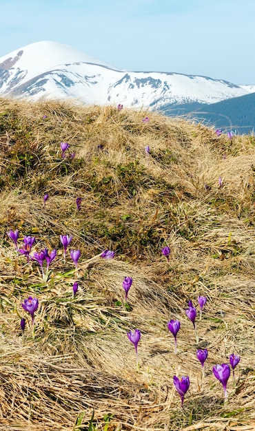 Paarse krokus bloeit in de lentebergen