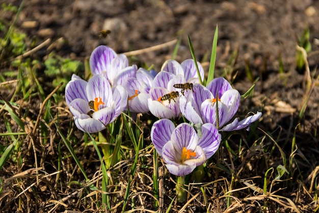 Paarse krokus bloeit in de tuin in de lente