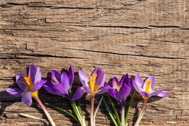 Foto paarse krokus bloemen op rustieke houten achtergrond