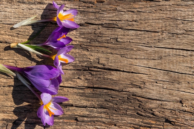 Paarse krokus bloemen op rustieke houten achtergrond