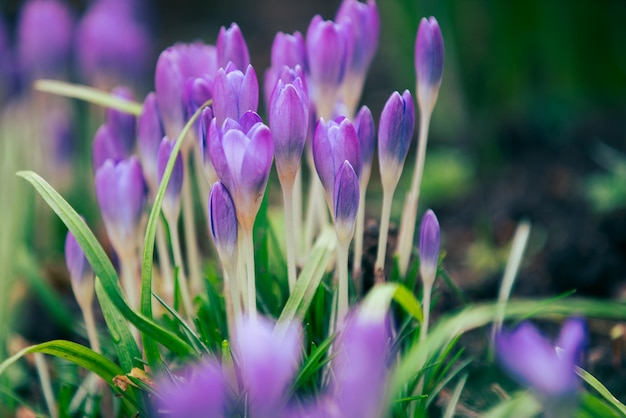 Paarse krokus en sneeuwklokjes