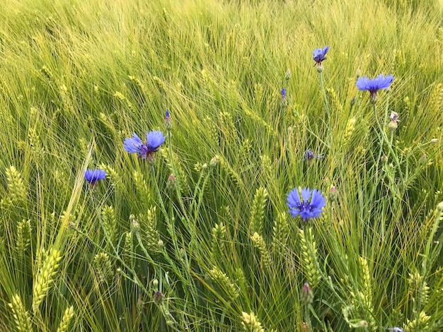 Foto paarse krokusbloemen bloeien op het veld.