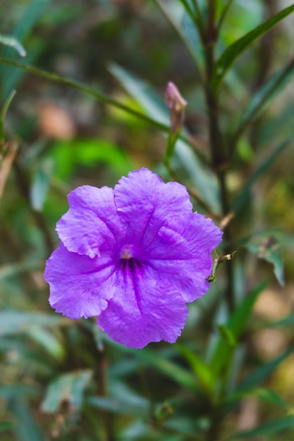 Paarse krokusbloemen in het voorjaar