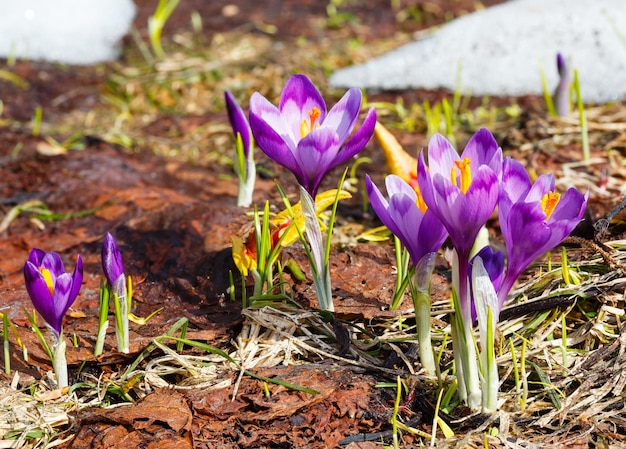 Paarse krokusbloemen op de lenteberg