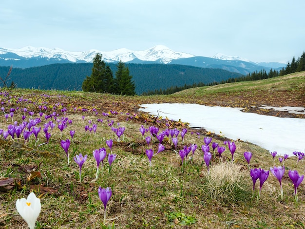 Paarse krokusbloemen op de lenteberg