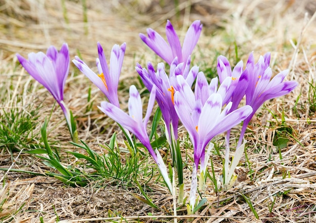 Paarse krokusbloemen op de lenteberg