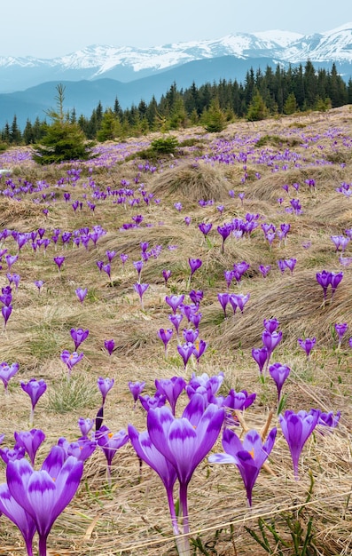 Paarse krokusbloemen op de lenteberg