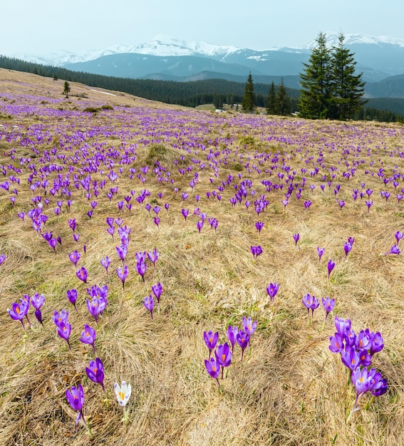 Paarse krokusbloemen op de lenteberg