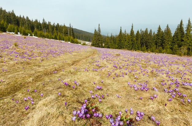 Paarse krokusbloemen op de lenteberg