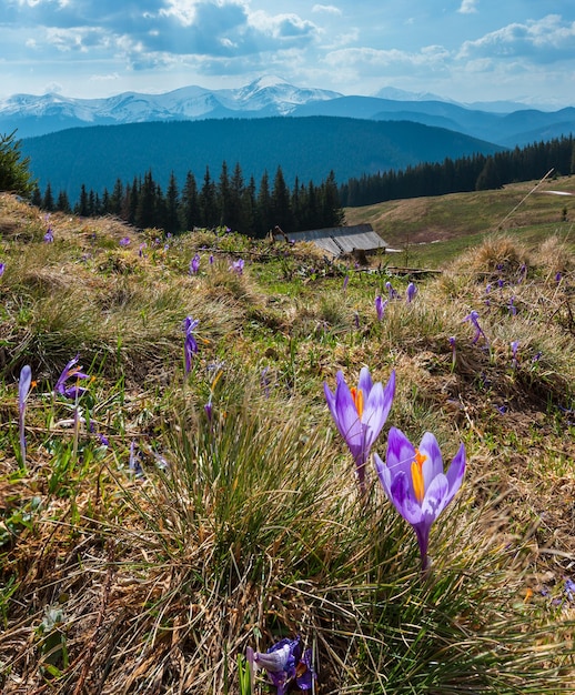 Paarse krokusbloemen op de lenteberg