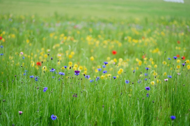 Paarse krokusbloemen op het veld.