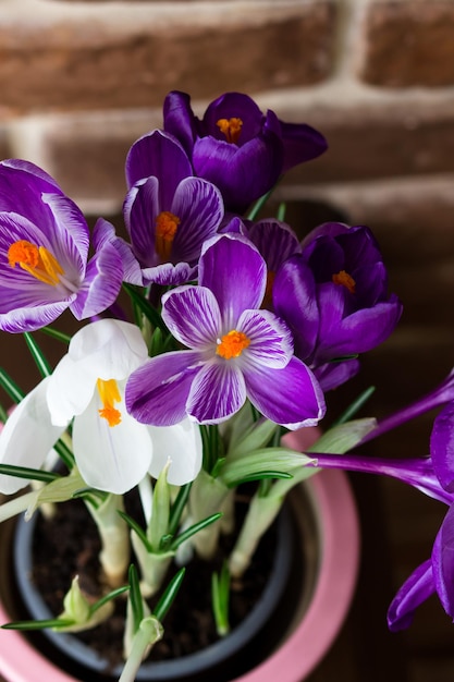 Paarse krokussen in een pot Uitzicht bovenaan