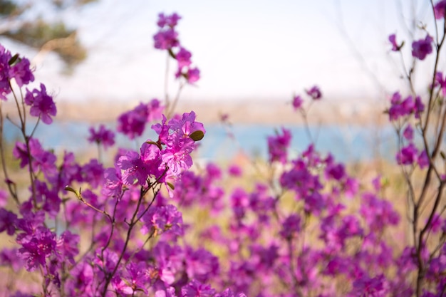 Paarse labrador thee bloemen op wazige achtergrond roze wilde rozemarijn intreepupil foto