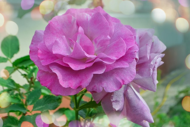 Paarse lavendel rozen bloemen in de tuin Amethist roos bloeiend