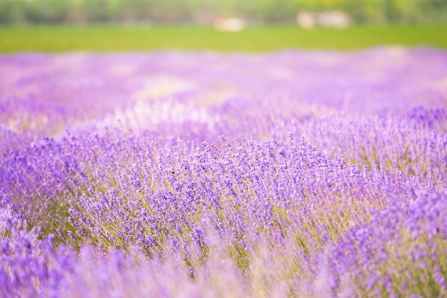 Foto paarse lavendelbloemen in het veld