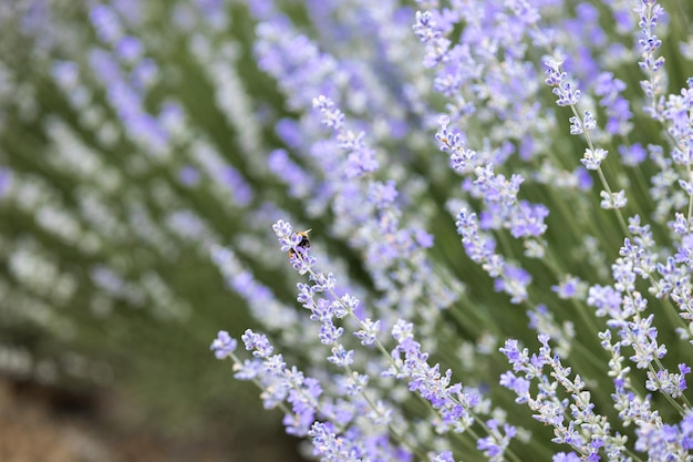 paarse lavendelbloemen in het veld