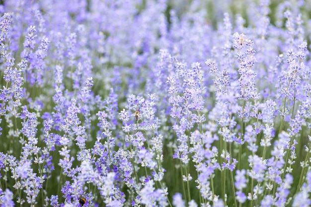 paarse lavendelbloemen in het veld