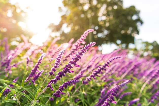 Paarse lavendelbloemen in volle bloei