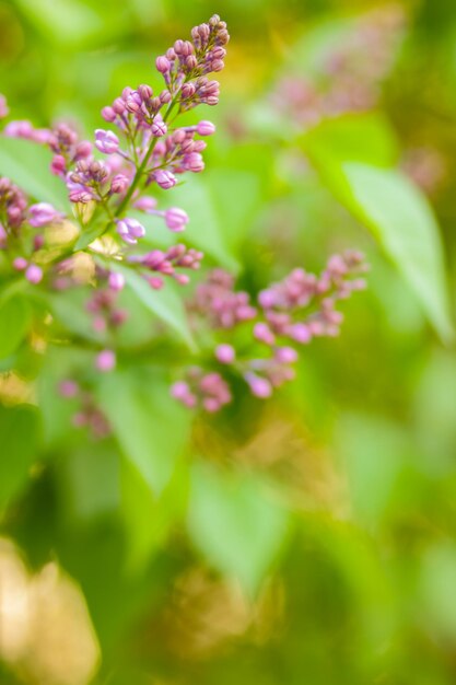 Paarse lila bloem op de bush Tak met lente lila bloemen in de tuin