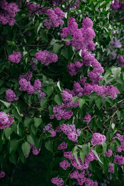 Paarse lila bloemen bloeien in het voorjaar