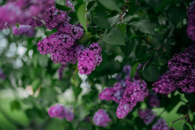 Paarse lila bloemen bloeien in het voorjaar